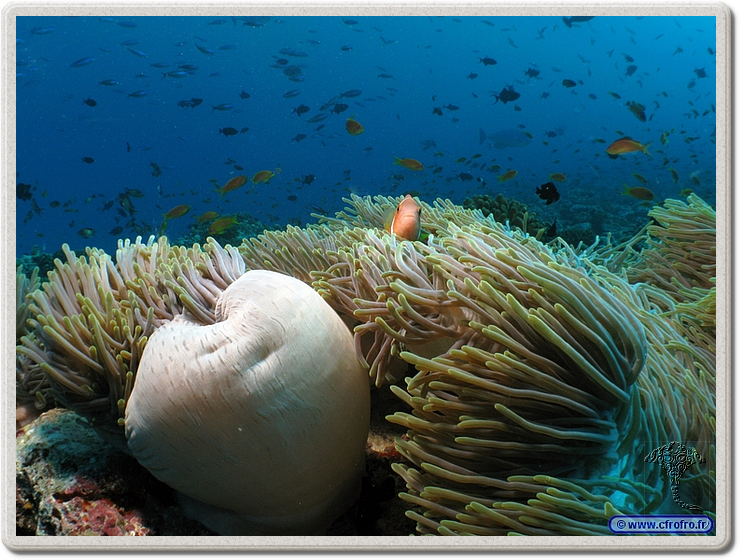 maldives_2011-03-08_17-25-09