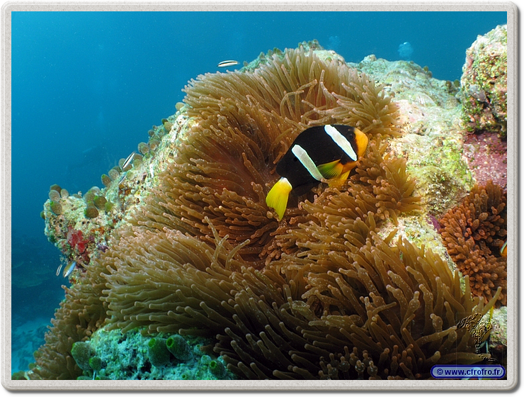 maldives_2011-03-08_17-38-58