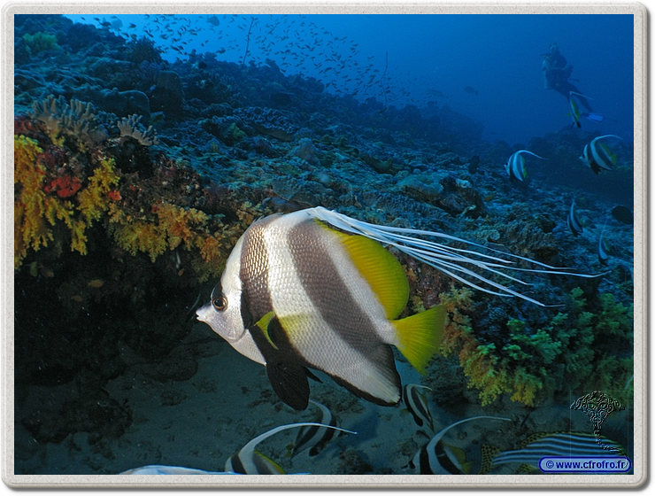 maldives_2011-03-09_17-05-55