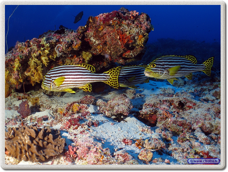 maldives_2011-03-10_08-05-24