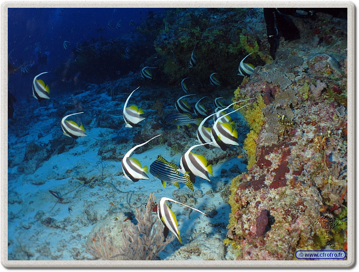 maldives_2011-03-10_08-06-28