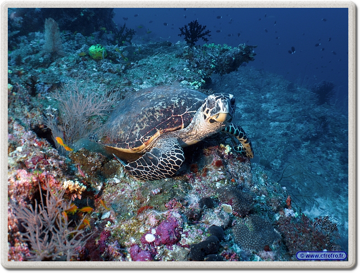 maldives_2011-03-10_13-12-31