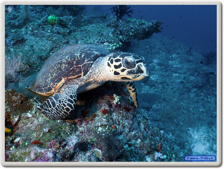 maldives_2011-03-10_13-12-41