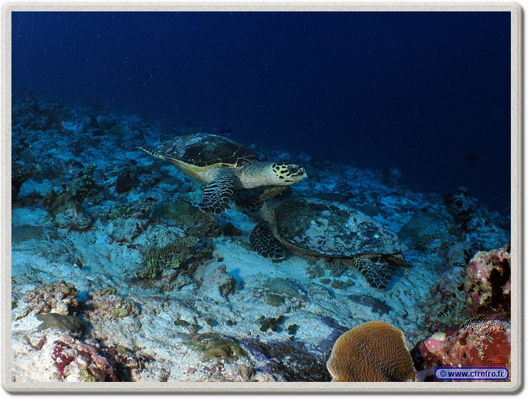 maldives_2011-03-10_17-13-24