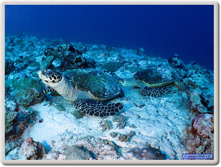 maldives_2011-03-10_17-14-03