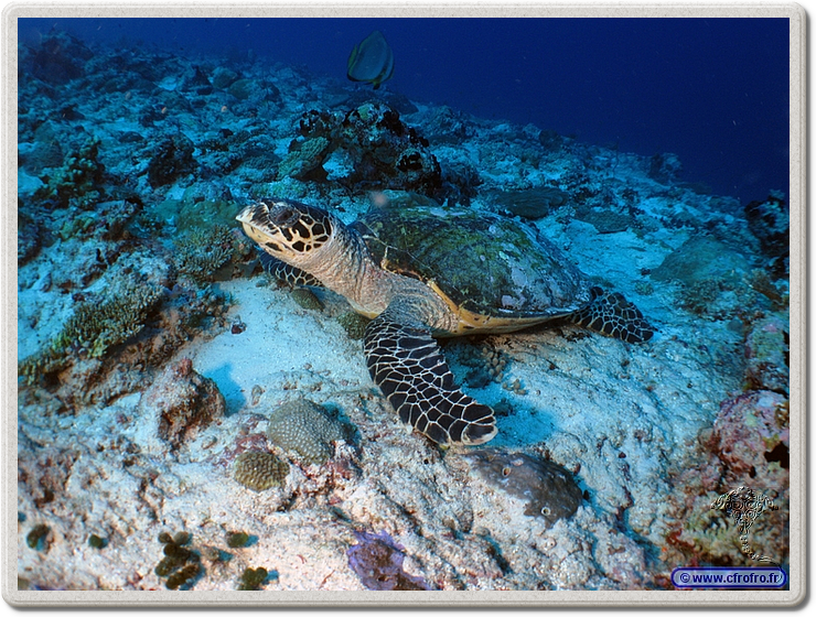 maldives_2011-03-10_17-15-19