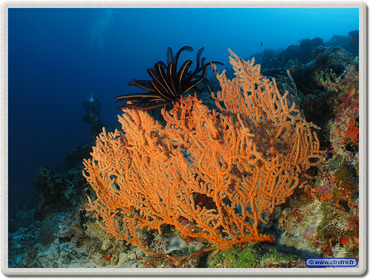 maldives_2011-03-11_08-36-17