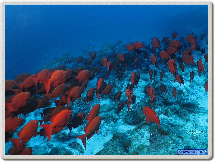 maldives_2011-03-11_12-41-27