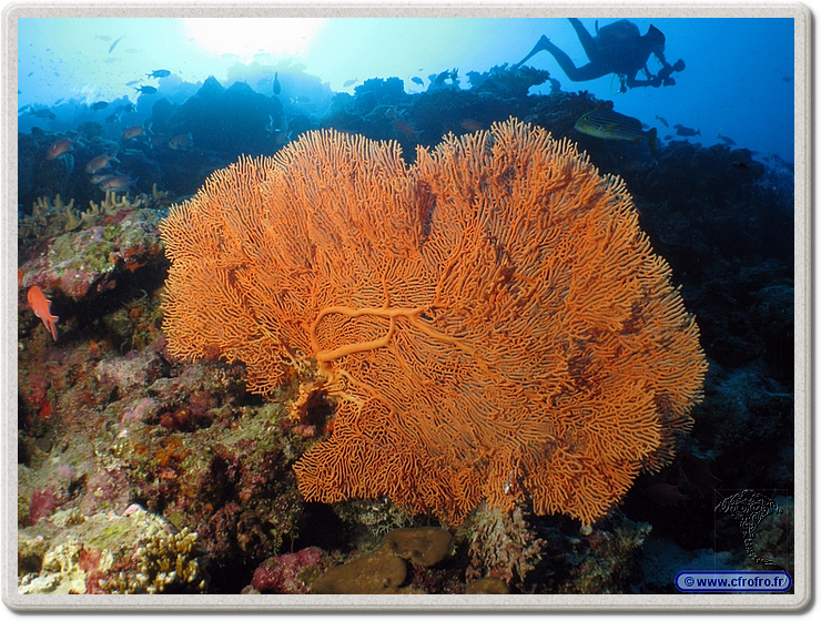 maldives_2011-03-11_16-50-52