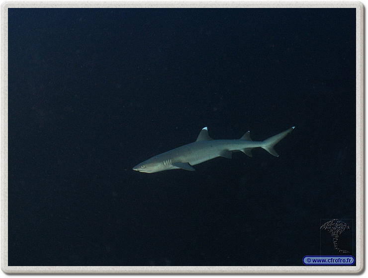 maldives_2011-03-13_08-13-40