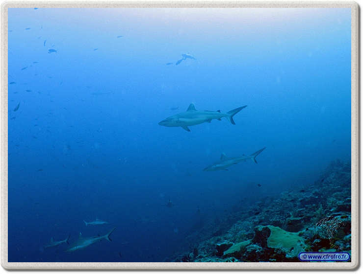 maldives_2011-03-13_12-51-36