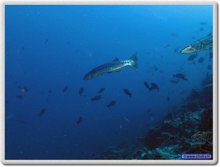 maldives_2011-03-13_16-54-44