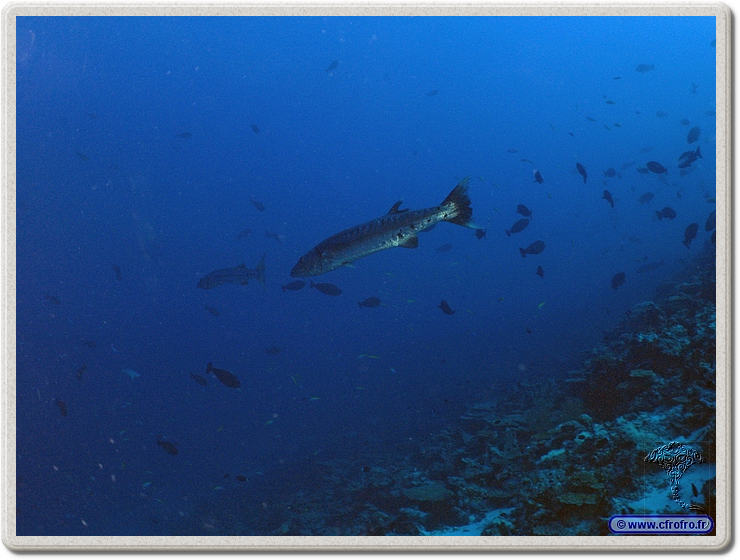 maldives_2011-03-13_16-54-47