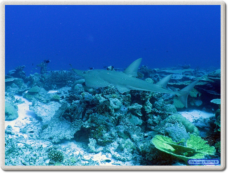 maldives_2011-03-13_17-25-37