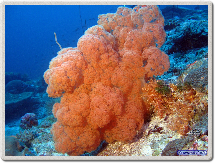 maldives_2011-03-15_08-14-22