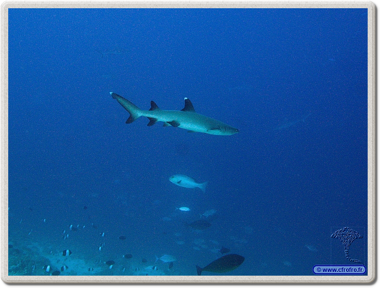 maldives_2011-03-15_16-41-25