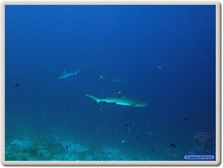 maldives_2011-03-15_16-42-13