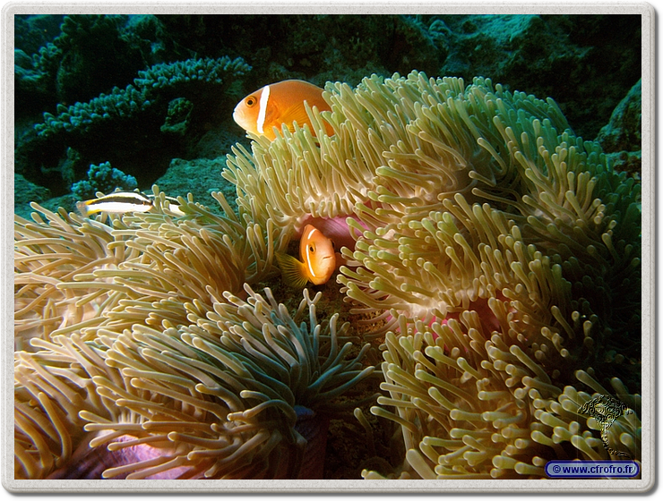 maldives_2011-03-16_08-10-58