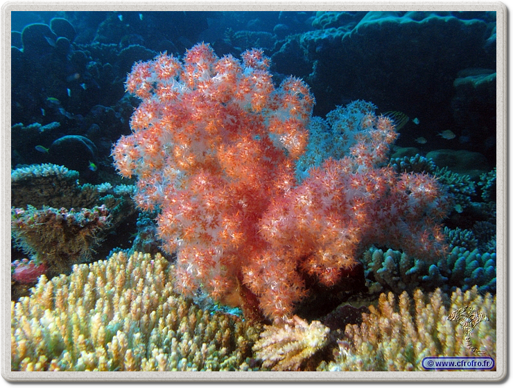 maldives_2011-03-16_16-54-20