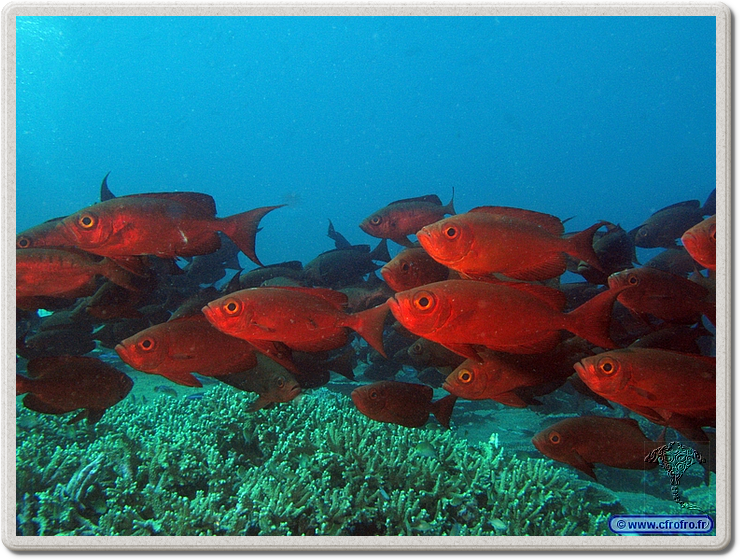 maldives_2011-03-16_16-58-59