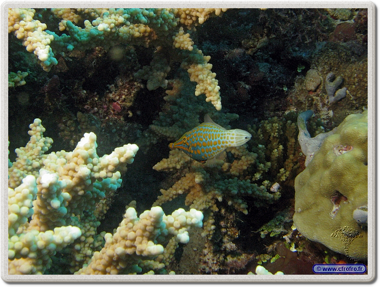 maldives_2011-03-16_17-10-29