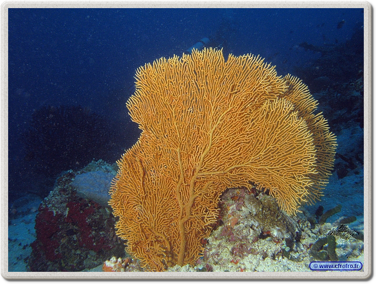 maldives_2011-03-17_08-06-45