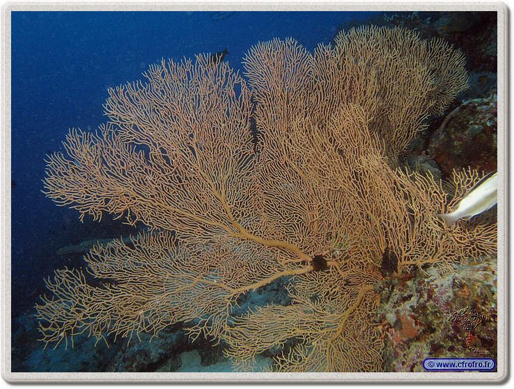 maldives_2011-03-17_08-07-47