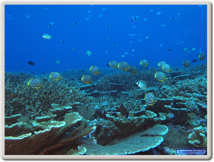 maldives_2011-03-17_17-13-26.png