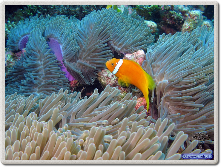 maldives_2011-03-17_17-15-53