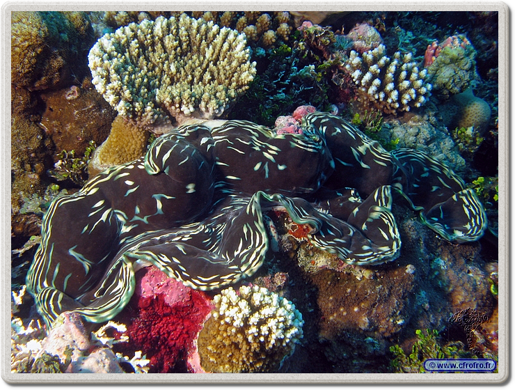 maldives_2011-03-17_17-19-36