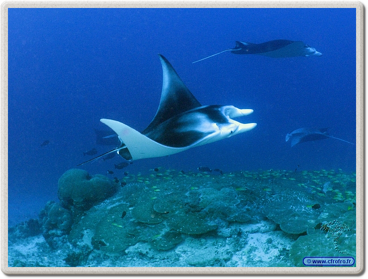 maldives_2011-03-19_08-46-25