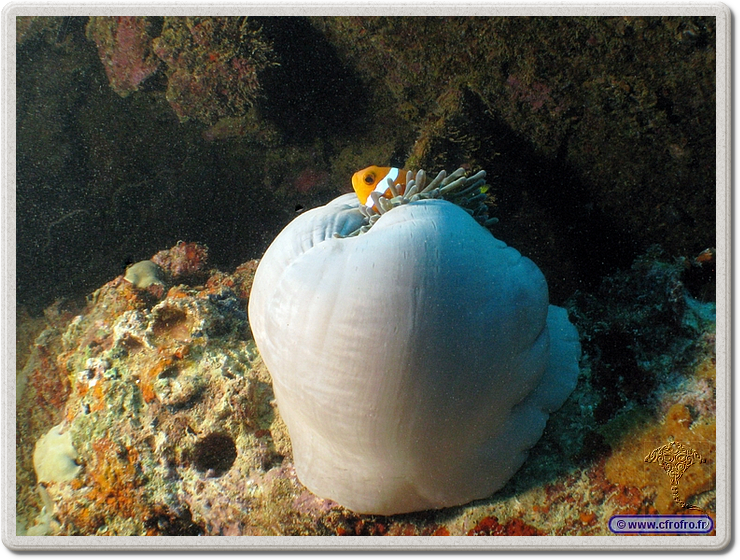 maldives_2011-03-19_17-26-32