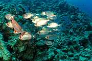 2011-09-11_10-50-52_bde