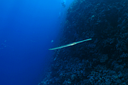 2011-09-13_12-03-36_bde