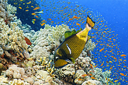 2011-09-13_12-12-24_bde