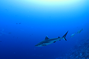 2011-09-14_16-39-29_bde