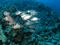 2011-09-11_10-50-52_bde