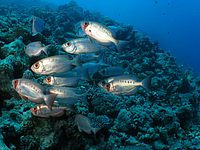 2011-09-11_10-51-23_bde