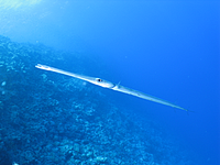 2011-09-13_12-04-30_bde