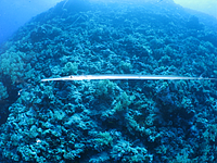 2011-09-14_12-15-47_bde