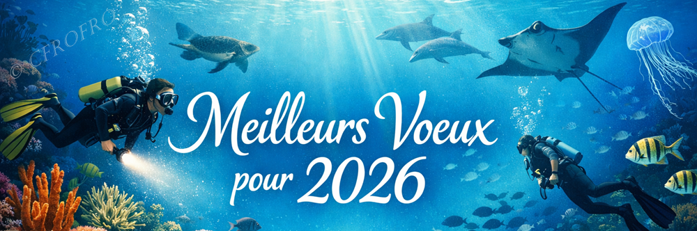 Passez de bonnes fêtes