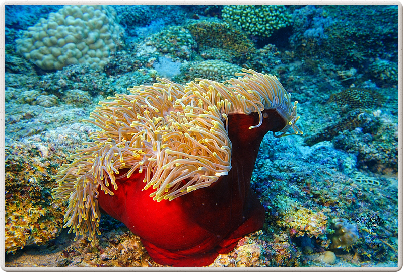 maurice_2009-03-17 14-23-28