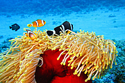 maurice_2009-03-17 14-24-22.png