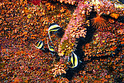 maurice_2009-03-17 14-26-22.png