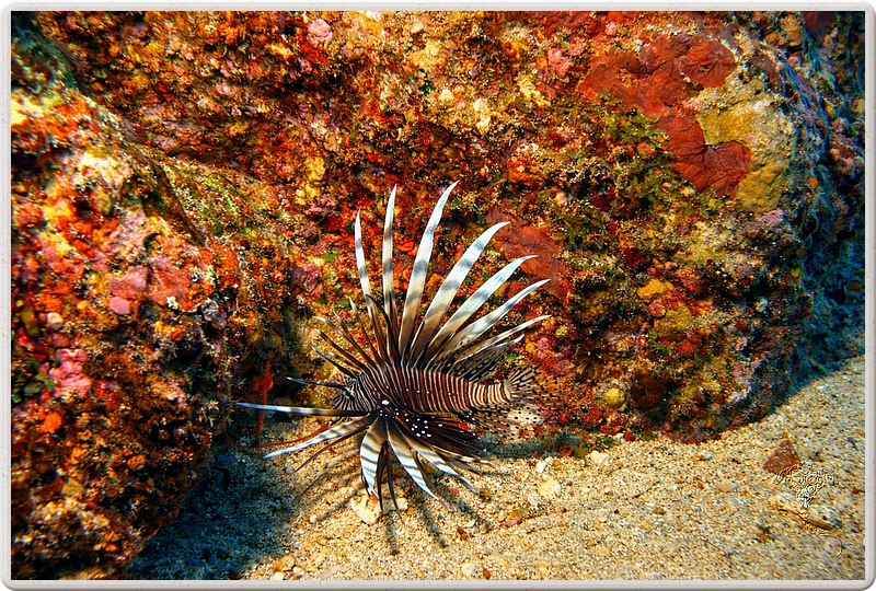 maurice_2009-03-17 14-27-33