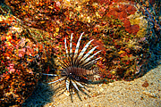 maurice_2009-03-17 14-27-33.png