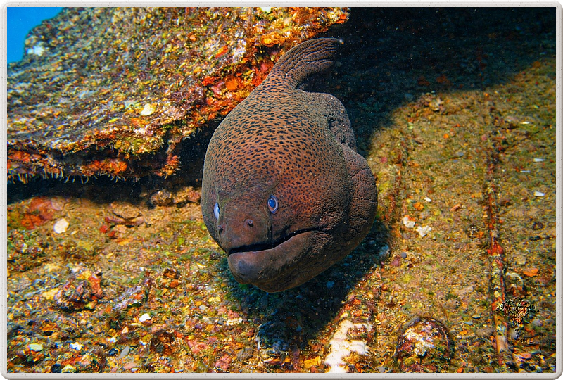 maurice_2009-03-17 14-29-44