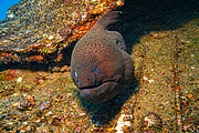 maurice_2009-03-17 14-29-44.png