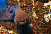 maurice_2009-03-17 14-30-06.png