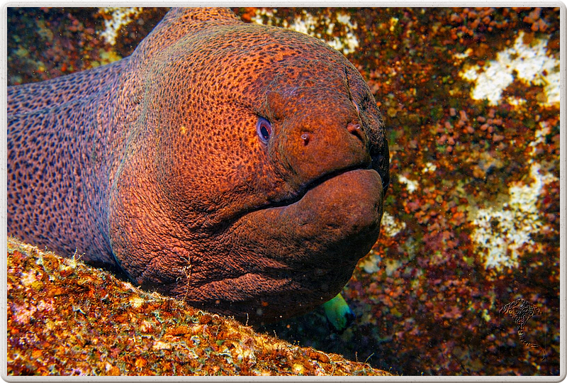 maurice_2009-03-17 14-30-20